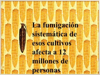 La fumigación sistemática de esos cultivos afecta a 12 millones de personas 