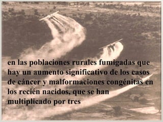 en las poblaciones rurales fumigadas que hay un aumento significativo de los casos de cáncer y malformaciones congénitas en los recién nacidos, que se han multiplicado por tres  