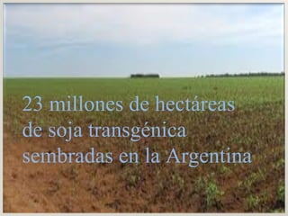 23 millones de hectáreas de soja transgénica  sembradas en la Argentina 