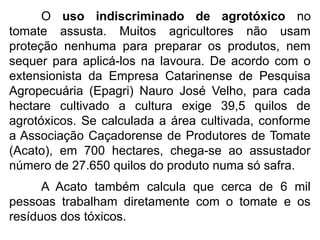 O uso indiscriminado de agrotóxico no
tomate assusta. Muitos agricultores não usam
proteção nenhuma para preparar os produtos, nem
sequer para aplicá-los na lavoura. De acordo com o
extensionista da Empresa Catarinense de Pesquisa
Agropecuária (Epagri) Nauro José Velho, para cada
hectare cultivado a cultura exige 39,5 quilos de
agrotóxicos. Se calculada a área cultivada, conforme
a Associação Caçadorense de Produtores de Tomate
(Acato), em 700 hectares, chega-se ao assustador
número de 27.650 quilos do produto numa só safra.
A Acato também calcula que cerca de 6 mil
pessoas trabalham diretamente com o tomate e os
resíduos dos tóxicos.
 