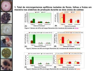 1. Total de microrganismos epifíticos isolados de flores, folhas e frutos em
macieira nos sistemas de produção durante os dois ciclos de coletas
Figura 1. Número de UFCs de fungos filamentos (A) e leveduras (B) isolados de flores
a
b c
a
b
c
0
200
400
600
800
1000
1200
1400
1600
Orgânico Integrado Convencional
Sistemas de produção
UFC
X
10
3
/g
flor
Out/00 Out/01
a
b b
a
b
c
0
200
400
600
800
1000
1200
1400
1600
Orgânico Integrado Convencional
Sistemas de produção
UFC
X10
3
/g
flor
Out/00 Out/01
(A) (B)
b
b
a
b
b
a
0
2
4
6
8
Orgânico Integrado Convencional
Sistemas de Produção
UFC
X
10
3
/
g
fruto
1°ciclo coletas 2000/01 2° ciclo coletas 2001/02
Figura 3. Número de UFCs de fungos filamentos (A) e leveduras (B) isolados de frutos
b
b
a
b
b
a
0
2
4
6
8
Orgânico Integrado Convencional
Sistemas de produçaõ
UFC/gX10
3
fruto 1°ciclo coletas 2000/2001 2° ciclo coletas 2001/2002
(A) (B)
b
b
a
b
b
a
0
200
400
600
800
1000
1200
Orgânico Integrado Convencional
Sistemas de Produção
UFC
X
10
3
/g
folha
1º ciclo coletas 2000/01 2º ciclo coletas 2001/02
Figura 2. Número de UFCs de fungos filamentos (A) e leveduras (B) isolados de folhas
b
a
a
b
b
a
0
200
400
600
800
1000
1200
Orgânico Integrado Convencional
Sistemas de produção
UFC/gX10
3
folha
1º ciclo coletas 2000/2001 2º ciclo coletas 2001/2002
(A) (B)
 