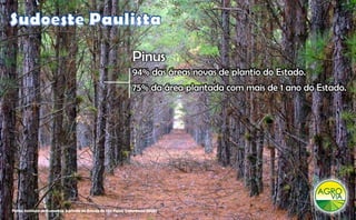 Pinus
                                                                94% das áreas novas de plantio do Estado.
                                                                75% da área plantada com mais de 1 ano do Estado.




Fonte: Instituto de Economia Agrícola do Estado de São Paulo (referência 2008)
 
