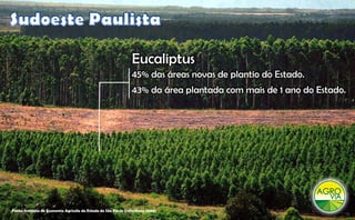Eucaliptus
                                                                E   li t
                                                                45% das áreas novas de plantio do Estado.
                                                                43% da área plantada com mais de 1 ano do Estado.




Fonte: Instituto de Economia Agrícola do Estado de São Paulo (referência 2008)
 