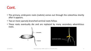Primary Roots In Rice RICE CULTIVATION | PPTX