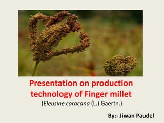 Presentation on production
technology of Finger millet
(Eleusine coracana (L.) Gaertn.)
By:- Jiwan Paudel
 