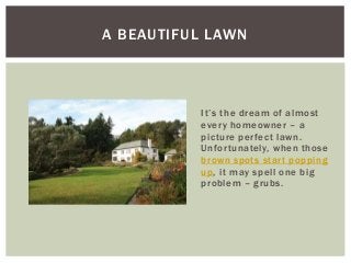 A BEAUTIFUL LAWN
It’s the dream of almost
every homeowner – a
picture perfect lawn.
Unfortunately, when those
brown spots start popping
up, it may spell one big
problem – grubs.