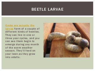 BEETLE LARVAE
Grubs are actually the
larvae form of a couple of
dif ferent kinds of beetles.
They can live in one or
three year cycles, and you
can see them begin to
emerge during any month
of the warm weather
season. They’ll feed on
your lawn as they grow
into adults.