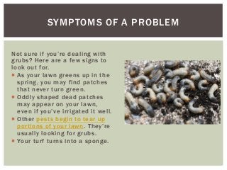 SYMPTOMS OF A PROBLEM
Not sure if you’re dealing with
grubs? Here are a few signs to
look out for.
As your lawn greens up in the
spring, you may find patches
that never turn green.
Oddly shaped dead patches
may appear on your lawn,
even if you’ve irrigated it well.
Other pests begin to tear up
portions of your lawn. They’re
usually looking for grubs.
Your turf turns into a sponge.