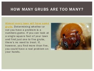 HOW MANY GRUBS ARE TOO MANY?
Almost every lawn will have some
grubs. Determining whether or
not you have a problem is a
numbers game. If you can look at
a single square foot of your lawn
and find just one to five grubs,
there’s no need to treat. If,
however, you find more than five,
you could have a real problem on
your hands.