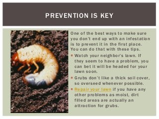 PREVENTION IS KEY
One of the best ways to make sure
you don’t end up with an infestation
is to prevent it in the first place.
You can do that with these tips.
Watch your neighbor’s lawn. If
they seem to have a problem, you
can bet it will be headed for your
lawn soon.
Grubs don’t like a thick soil cover,
so overseed whenever possible.
Repair your lawn if you have any
other problems as moist, dirt
filled areas are actually an
attraction for grubs.