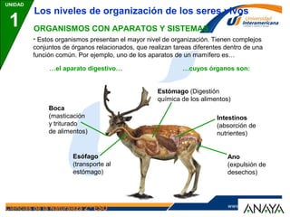 www.lainter.edu.mxwww.lainter.edu.m
x
UNIDAD
1
Ciencias de la Naturaleza 2.º ESO
ORGANISMOS CON APARATOS Y SISTEMAS
• Estos organismos presentan el mayor nivel de organización. Tienen complejos
conjuntos de órganos relacionados, que realizan tareas diferentes dentro de una
función común. Por ejemplo, uno de los aparatos de un mamífero es…
…el aparato digestivo…
Los niveles de organización de los seres vivos
Esófago
(transporte al
estómago)
Estómago (Digestión
química de los alimentos)
Intestinos
(absorción de
nutrientes)
Boca
(masticación
y triturado
de alimentos)
Ano
(expulsión de
desechos)
…cuyos órganos son:
 