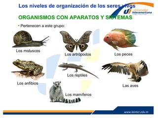 www.lainter.edu.mxwww.lainter.edu.m
x
UNIDAD
1 ORGANISMOS CON APARATOS Y SISTEMAS
Los niveles de organización de los seres vivos
Los moluscos
Los artrópodos Los peces
Los anfibios
Las aves
Los mamíferos
• Pertenecen a este grupo:
Los reptiles
 