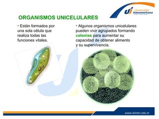 www.lainter.edu.mxwww.lainter.edu.m
x
ORGANISMOS UNICELULARES
• Están formados por
una sola célula que
realiza todas las
funciones vitales.
• Algunos organismos unicelulares
pueden vivir agrupados formando
colonias para aumentar su
capacidad de obtener alimento
y su supervivencia.
 