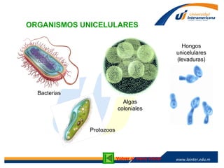 www.lainter.edu.mxwww.lainter.edu.m
x
ORGANISMOS UNICELULARES
Volver al menú inicial
Bacterias
Protozoos
Algas
coloniales
Hongos
unicelulares
(levaduras)
 