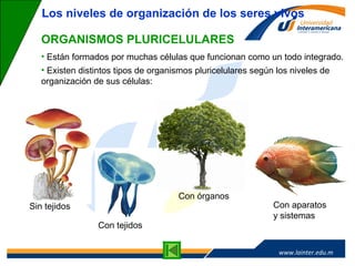www.lainter.edu.mxwww.lainter.edu.m
x
ORGANISMOS PLURICELULARES
• Están formados por muchas células que funcionan como un todo integrado.
• Existen distintos tipos de organismos pluricelulares según los niveles de
organización de sus células:
Los niveles de organización de los seres vivos
Sin tejidos
Con tejidos
Con órganos
Con aparatos
y sistemas
 