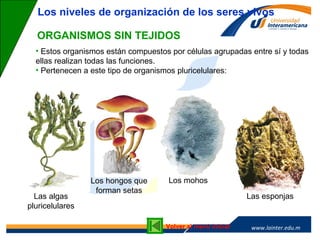 www.lainter.edu.mxwww.lainter.edu.m
x
ORGANISMOS SIN TEJIDOS
Los niveles de organización de los seres vivos
• Estos organismos están compuestos por células agrupadas entre sí y todas
ellas realizan todas las funciones.
• Pertenecen a este tipo de organismos pluricelulares:
Las algas
pluricelulares
Los hongos que
forman setas
Los mohos
Las esponjas
Volver al menú inicial
 