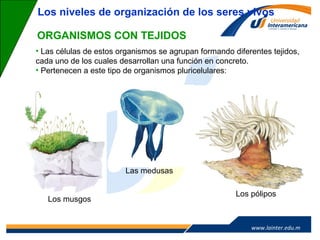 www.lainter.edu.mxwww.lainter.edu.m
x
ORGANISMOS CON TEJIDOS
• Las células de estos organismos se agrupan formando diferentes tejidos,
cada uno de los cuales desarrollan una función en concreto.
• Pertenecen a este tipo de organismos pluricelulares:
Los niveles de organización de los seres vivos
Los musgos
Las medusas
Los pólipos
 