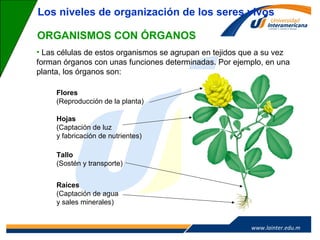 www.lainter.edu.mxwww.lainter.edu.m
x
ORGANISMOS CON ÓRGANOS
• Las células de estos organismos se agrupan en tejidos que a su vez
forman órganos con unas funciones determinadas. Por ejemplo, en una
planta, los órganos son:
Los niveles de organización de los seres vivos
Hojas
(Captación de luz
y fabricación de nutrientes)
Tallo
(Sostén y transporte)
Raíces
(Captación de agua
y sales minerales)
Flores
(Reproducción de la planta)
 