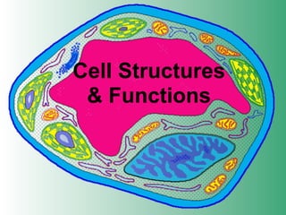 Cell Structures
 & Functions
 