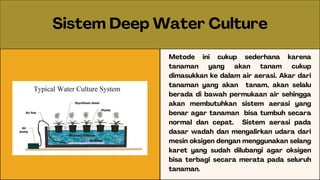 Sistem Deep Water Culture
Metode ini cukup sederhana karena
tanaman yang akan tanam cukup
dimasukkan ke dalam air aerasi. Akar dari
tanaman yang akan tanam, akan selalu
berada di bawah permukaan air sehingga
akan membutuhkan sistem aerasi yang
benar agar tanaman bisa tumbuh secara
normal dan cepat. Sistem aerasi pada
dasar wadah dan mengalirkan udara dari
mesin oksigen dengan menggunakan selang
karet yang sudah dilubangi agar oksigen
bisa terbagi secara merata pada seluruh
tanaman.
 