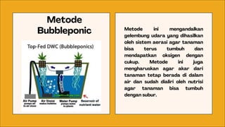 Metode
Bubbleponic Metode ini mengandalkan
gelembung udara yang dihasilkan
oleh sistem aerasi agar tanaman
bisa terus tumbuh dan
mendapatkan oksigen dengan
cukup. Metode ini juga
mengharuskan agar akar dari
tanaman tetap berada di dalam
air dan sudah dialiri oleh nutrisi
agar tanaman bisa tumbuh
dengan subur.
 