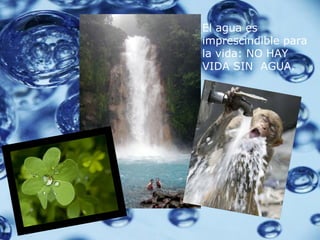 El agua es imprescindible para la vida: NO HAY VIDA SIN AGUA.