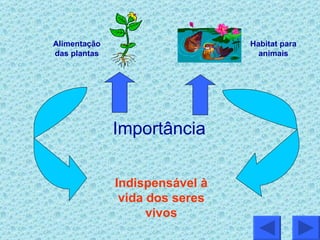 Importância Alimentação das plantas Habitat para animais Indispensável à vida dos seres vivos 