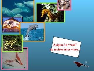 A água é a “casa” de muitos seres vivos… 
