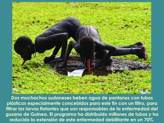Dos muchachos sudaneses beben agua de pantanos con tubos plásticos especialmente concebidos para este fin con un filtro, para filtrar las larvas flotantes que son responsables de la enfermedad del gusano de Guinea. El programa ha distribuido millones de tubos y ha reducido la extensión de esta enfermedad debilitante en un 70% . 