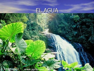 EL AGUA 