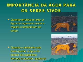 IMPORTÂNCIA DA ÁGUA PARA OS SERES VIVOS Quando arrefece à noite, a água do organismo ajuda a regular a temperatura do corpo. Quando o ambiente está mais quente, a água do interior do organismo demora a aquecer, ajudando a manter o corpo mais fresco. 