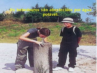 Os bebedouros são abastecidos por água potável. 