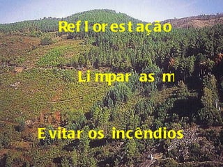 Evitar os incêndios Limpar as matas Reflorestação 