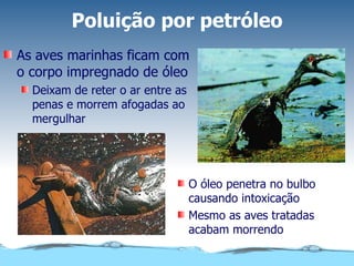 Poluição por petróleo As aves marinhas ficam com o corpo impregnado de óleo Deixam de reter o ar entre as penas e morrem afogadas ao mergulhar O óleo penetra no bulbo causando intoxicação Mesmo as aves tratadas acabam morrendo 