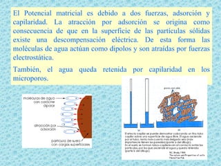 El Potencial matricial es debido a dos fuerzas, adsorción y
capilaridad. La atracción por adsorción se origina como
consecuencia de que en la superficie de las partículas sólidas
existe una descompensación eléctrica. De esta forma las
moléculas de agua actúan como dipolos y son atraídas por fuerzas
electrostática.
También, el agua queda retenida por capilaridad en los
microporos.
 