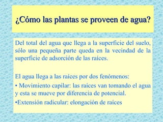 ¿Cómo las plantas se proveen de agua?

Del total del agua que llega a la superficie del suelo,
sólo una pequeña parte queda en la vecindad de la
superficie de adsorción de las raíces.

El agua llega a las raíces por dos fenómenos:
• Movimiento capilar: las raíces van tomando el agua
y esta se mueve por diferencia de potencial.
•Extensión radicular: elongación de raíces
 