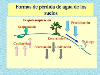 Formas de pérdida de agua de los
             suelos
     Evapotranspiración
                                      Precipitación
  Evaporación


                      Escurrimiento
                                                Riego
Capilaridad
              Percolación   Lixiviación
 