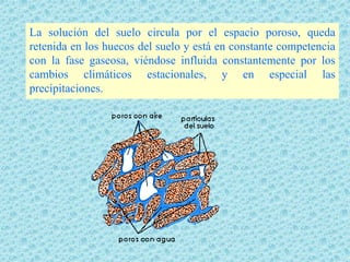 La solución del suelo circula por el espacio poroso, queda
retenida en los huecos del suelo y está en constante competencia
con la fase gaseosa, viéndose influida constantemente por los
cambios climáticos estacionales, y en especial las
precipitaciones.
 