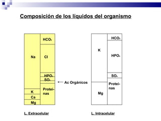 Na K Ca Mg HCO 2 Cl HPO 4 SO 4 Ac Orgánicos Proteí- nas K Mg HCO 2 HPO 4 SO 4 Proteí- nas Composición de los líquidos del organismo L. Extracelular L. Intracelular 