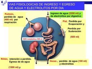 VIAS FISIOLOGICAS DE INGRESO Y EGRESO DE AGUA Y ELECTROLITOS POR DIA Pulmón ,  perdida de  agua  (400 ml)   por  respiración Ingreso de agua  (2200 ml)  y de electrolitos por digestivo Piel,   Perdida por  Evaporación y Perdida por  Sudoración (500 ml) Riñón,   retención o perdida.  Egreso de de agua  (1500 ml)  y  electrolitos Heces   ,  perdida  de agua  (100 ml)   y electrolitos H2O metabólica 300 ml 