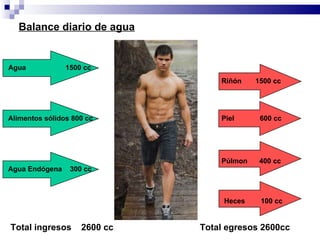 Total ingresos  2600 cc Total egresos 2600cc Balance diario de agua Agua  1500 cc Alimentos sólidos 800 cc Agua Endógena  300 cc Riñón  1500 cc Piel  600 cc Púlmon  400 cc Heces  100 cc 