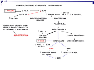 CONTROL ENDOCRINO DEL VOLUMEN Y LA OSMOLARIDAD       VOLEMIA      F.S.R.     P.P.R     [Na+ ] p  REC.P.P.R  RENINA  S.N.S        P.ARTERIAL        VOLEMIA  ANGIOTENSINOGENO  ANGIOTENSINA  I  HEPÁTICO  PULMON  E.C.A RETIENE Na+ Y EXCRETA K+ EN: RIÑÓN, GLÁNDULAS SALIVALES     SUDORÍPARAS E  INTESTINALES  ANGIOTENSINA  II    [ K+ ] p      ALDOSTERONA   CORTEZA  VASOS  SANGUÍNEOS ADRENAL       OSM   HIPOTÁLAMO   VASOCONSTRICCIÓN    P.ART.     S.N.S  ESTRÉS     ADH  SED           REABSORCIÓN DE     INGESTA DE H2O H2O  RENAL      OSM  
