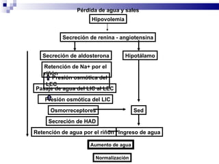 Retención de Na+ por el riñón Pasaje de agua del LIC al LEC Secreción de HAD Sed Ingreso de agua Aumento de agua Normalización Hipovolemia Pérdida de agua y sales Presión osmótica del LEC Presión osmótica del LIC Secreción de renina - angiotensina Secreción de aldosterona Hipotálamo Osmorreceptores Retención de agua por el riñón 