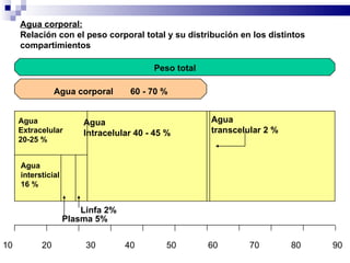 Peso total  Agua corporal  60 - 70 % Agua Extracelular  20-25 % Agua intersticial 16 % Linfa 2% Plasma 5% Agua Intracelular 40 - 45 % Agua transcelular 2 % 10  20  30  40  50  60  70  80  90  100 Agua corporal: Relación con el peso corporal total y su distribución en los distintos  compartimientos 