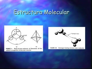 Estructura Molecular 