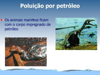 Poluição por petróleo Os animais marinhos ficam com o corpo impregnado de petróleo 