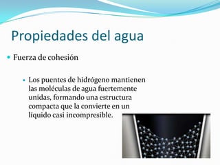 Propiedades del agua
 Fuerza de cohesión

       Los puentes de hidrógeno mantienen
        las moléculas de agua fuertemente
        unidas, formando una estructura
        compacta que la convierte en un
        líquido casi incompresible.
 