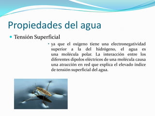Propiedades del agua
 Tensión Superficial
                • ya que el oxígeno tiene una electronegatividad
                  superior a la del hidrógeno, el agua es
                  una molécula polar. La interacción entre los
                  diferentes dipolos eléctricos de una molécula causa
                  una atracción en red que explica el elevado índice
                  de tensión superficial del agua.
 