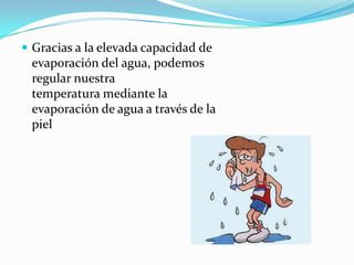  Gracias a la elevada capacidad de
 evaporación del agua, podemos
 regular nuestra
 temperatura mediante la
 evaporación de agua a través de la
 piel
 