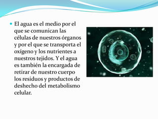  El agua es el medio por el
  que se comunican las
  células de nuestros órganos
  y por el que se transporta el
  oxígeno y los nutrientes a
  nuestros tejidos. Y el agua
  es también la encargada de
  retirar de nuestro cuerpo
  los residuos y productos de
  deshecho del metabolismo
  celular.
 